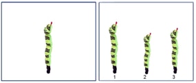Toy snakes, various lengths.